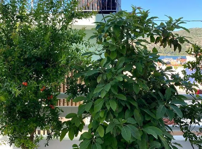 Citrus Apartment